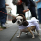 Illustration for article titled The Absolute Cutest Dog Cosplay of All Time